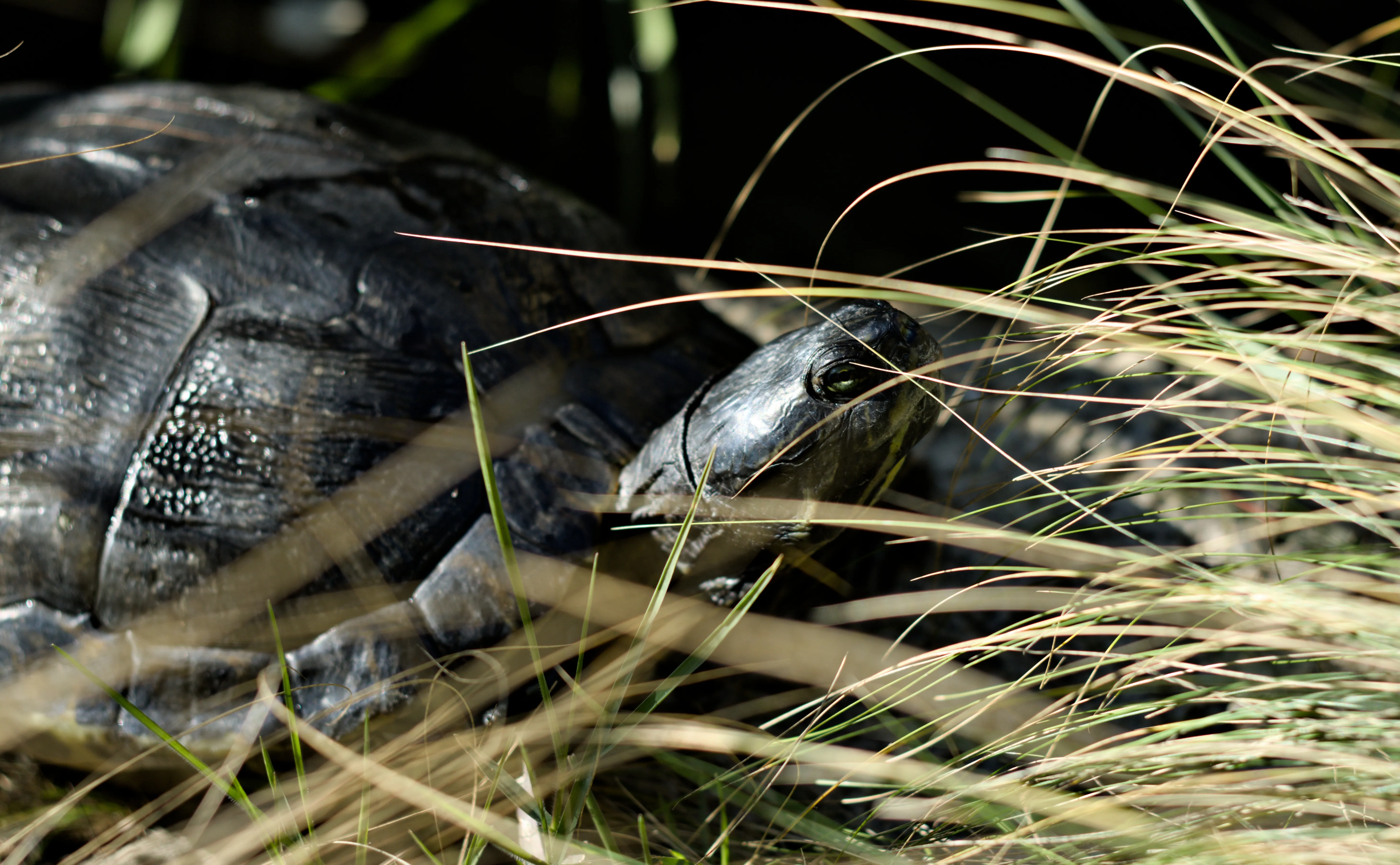 Zenith Helios-77M-4 1,850 (VOMZ) - _I4A7136.webp